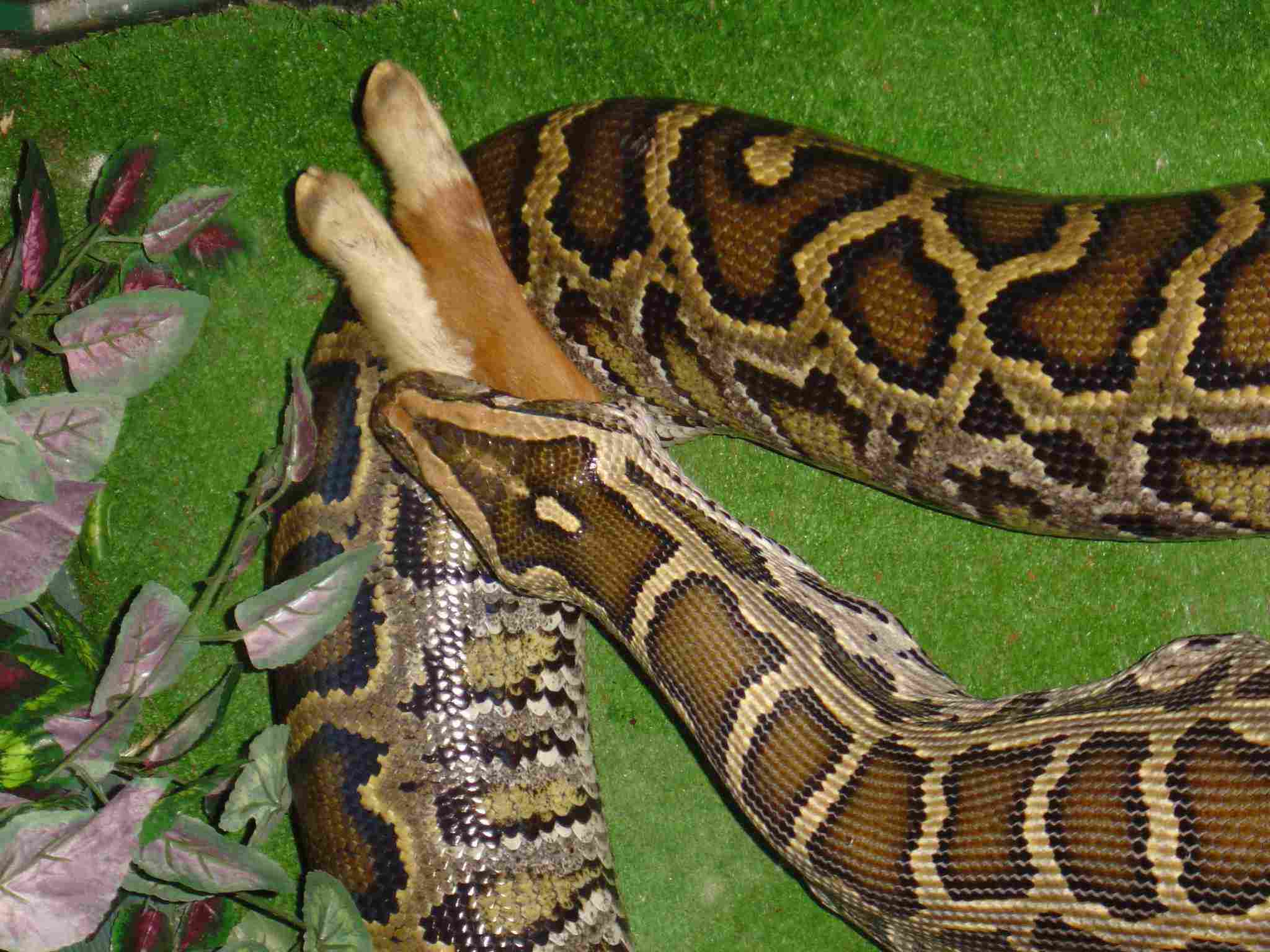 Samantha having  lunch