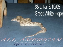 Great White Hope Anery