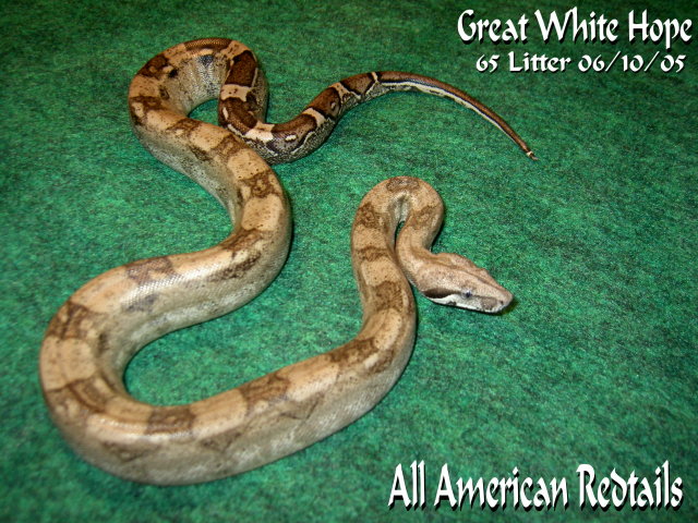 Great White Anery