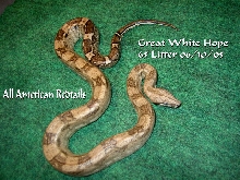 Another Pic of Great White Hope
