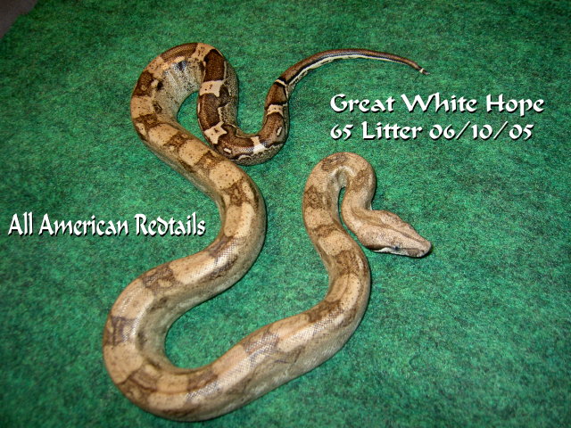 Another Pic of Great White Hope