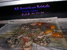 New Arrivals 03/28/06