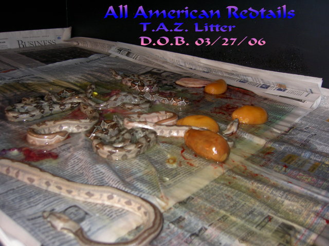 New Arrivals!!!!!!!!!