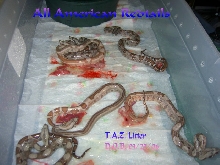 T.A.Z. Litter D.O.B. 03/29/06