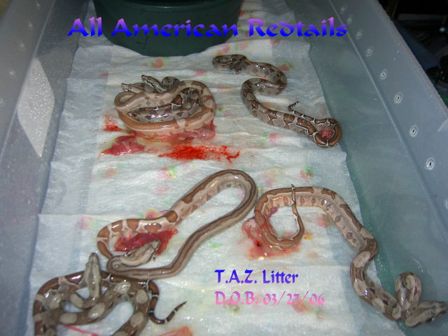 T.A.Z. Litter D.O.B. 03/29/06