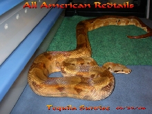 Tequila Sunrise, sire T.A.Z. Litter