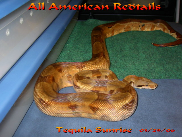 Tequila Sunrise, sire T.A.Z. Litter