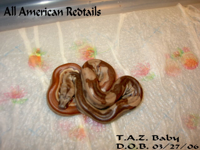 Another Awesome T.A.Z. Baby!