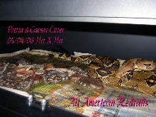 Portia & Caesar Litter 2
