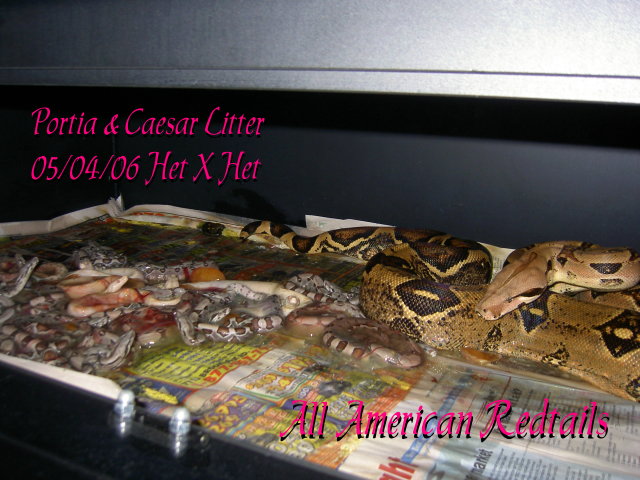 Portia & Caesar Litter 2
