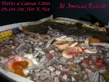 Portia & Caesar Litter 3