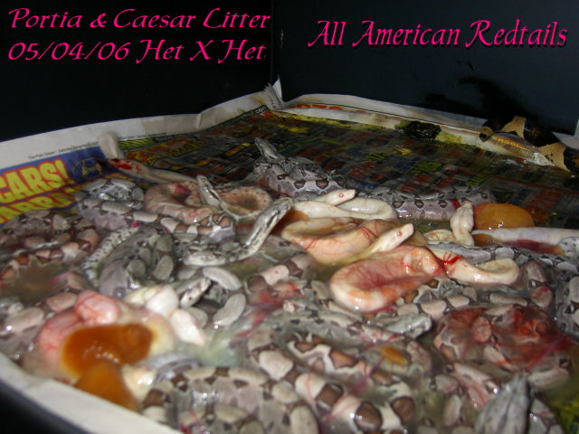 Portia & Caesar Litter 3