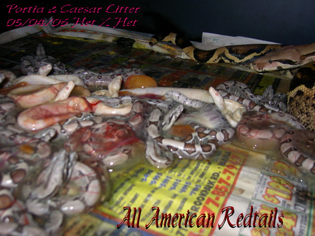 Portia & Caesar Litter 4