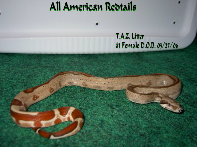 T.A.Z. Litter Post Shed Pics (Hypo Stripe #1)