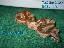 T.A.Z. Litter Post Shed Pics (#3 Male)