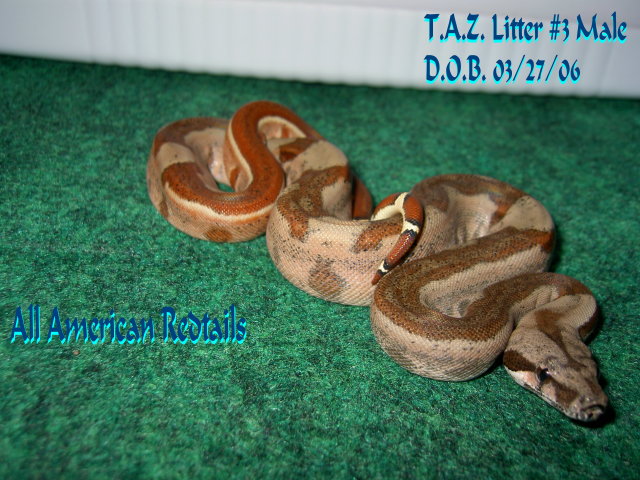 T.A.Z. Litter Post Shed Pics (#3 Male)