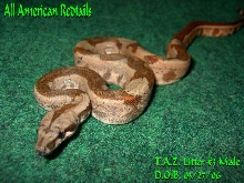 T.A.Z. Litter Post Shed Pics (#3 Male)