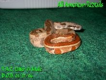 T.A.Z. Litter Post Shed Pics (#3 Male)