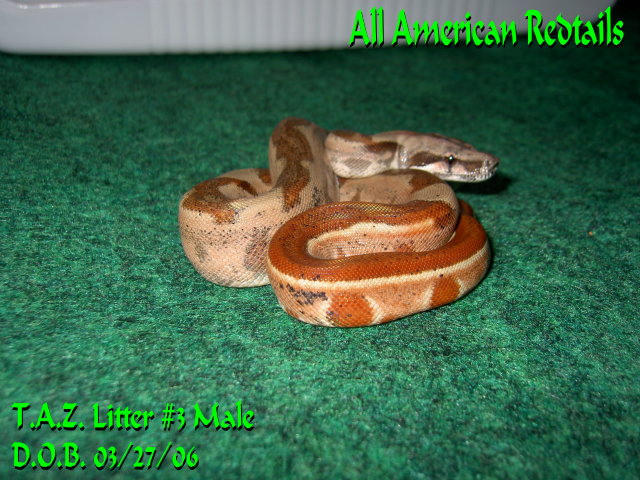 T.A.Z. Litter Post Shed Pics (#3 Male)
