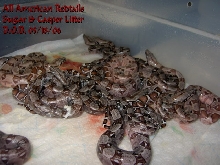 Sugar & Casper Litter (Triple & Double Hets)