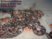 Double & Triple Het Babies
