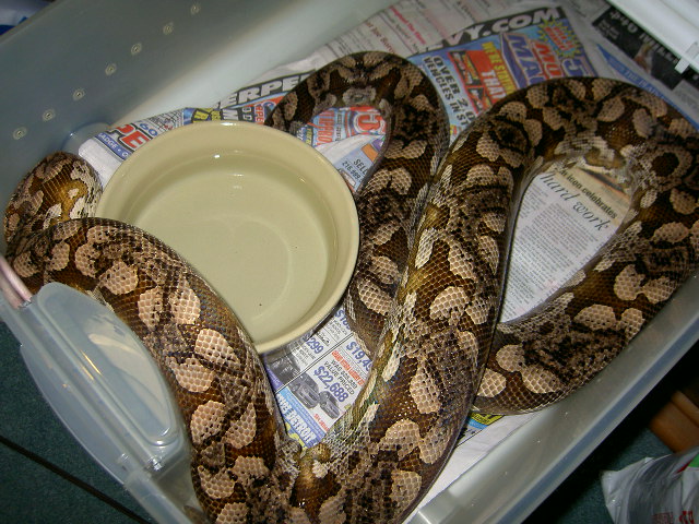 Elvis II
