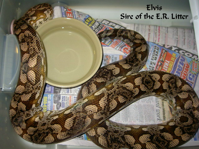 Elvis III