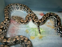 2008 Dumerils