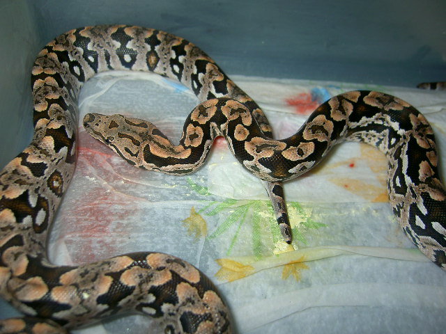 2008 Dumerils