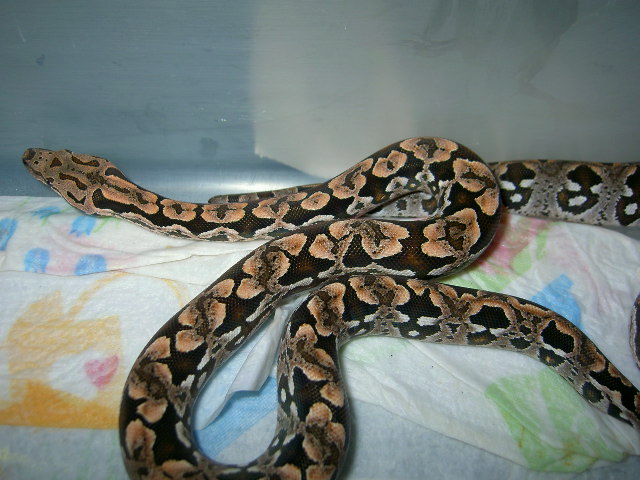 2008 Dumerils II