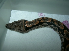 2008 Dumerils III