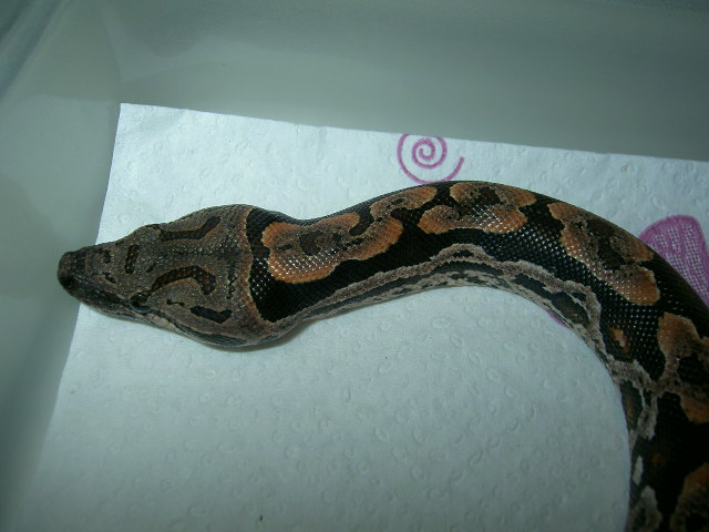 2008 Dumerils III