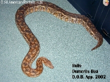 Ruby - Hypo Dumerils Boa
