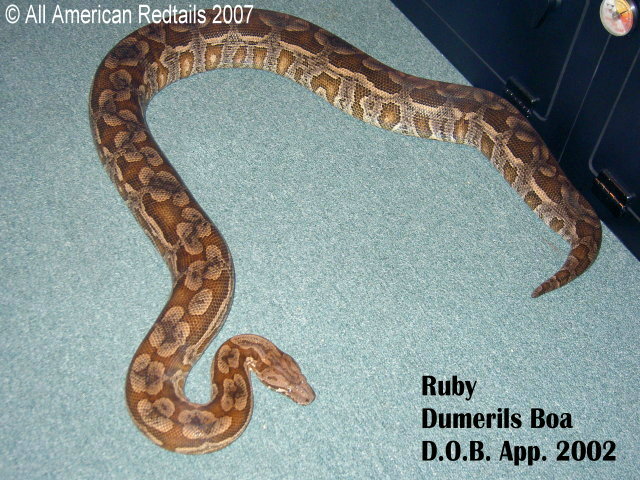 Ruby - Hypo Dumerils Boa