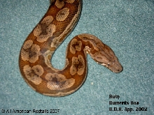 Ruby - Hypo Dumeril 01