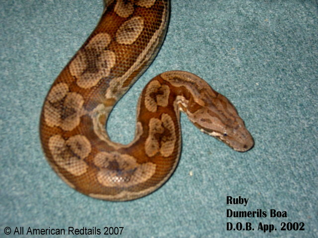 Ruby - Hypo Dumeril 01