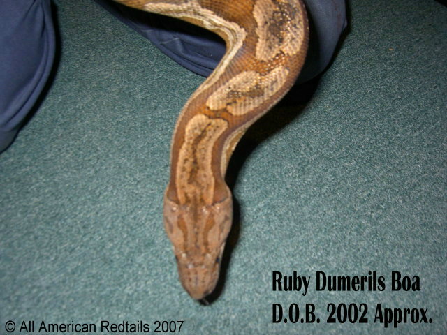 Ruby - Hypo Dumeril 02
