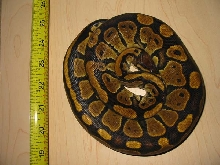 '05 NF 365 grams