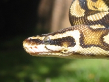 Close Up of Pastel BP