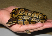 '05 Female 1