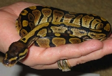 2nd photo of '05 female