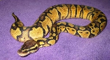 Bell Line Pastel Male