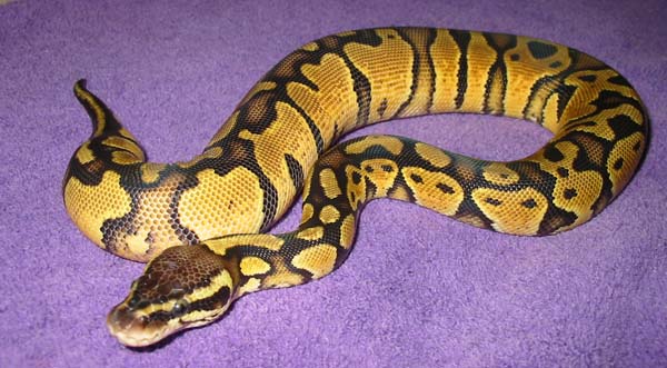 Bell Line Pastel Male