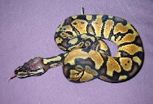 Future Breeder