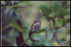 Brown-chinned racer