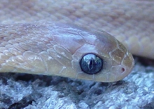 Dasypeltis sp.