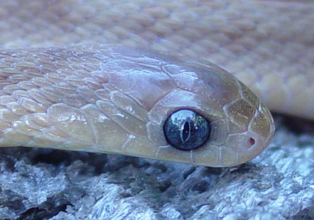 Dasypeltis sp.