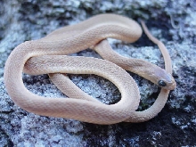Dasypeltis sp.