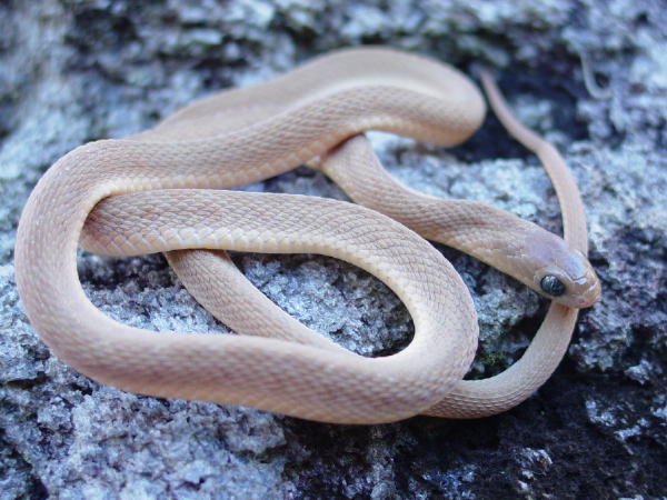 Dasypeltis sp.