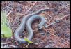 Nerodia clarki clarki 2